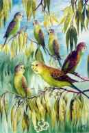 Parakeets1.jpg