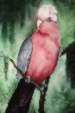 Rose Breasted Galah