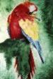 Scarlet Macaw